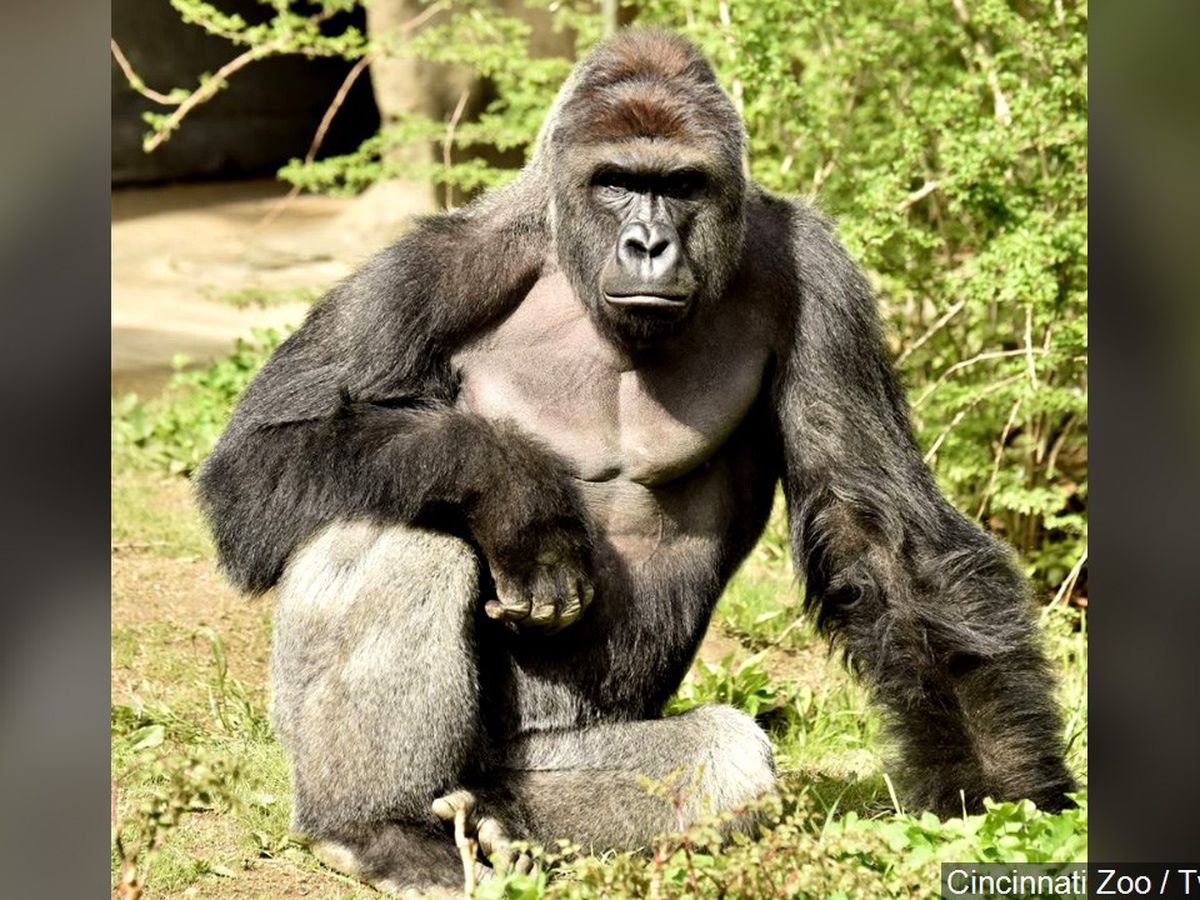 Harambe